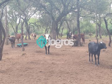 Finca de 1000 has. en venta en El Galpón, Provincia de Salta, Sobre RN 16