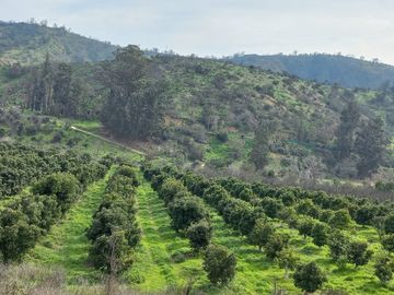 Vendo campo con paltos en producción y centro recreacional