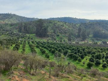 Vendo campo con paltos en producción y centro recreacional