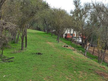 Vendo campo con paltos en producción y centro recreacional