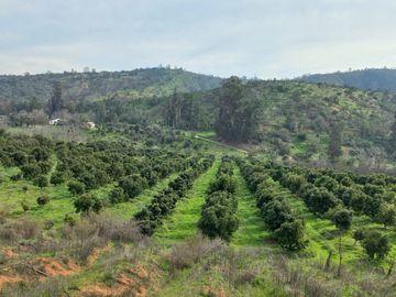 Vendo campo con paltos en producción y centro recreacional