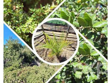 Parcela en Venta en Vende sitio 5000 m2 casa 56 m2 Pichilemu