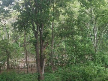 Rancho en Venta 150 hectáreas, Michoacan