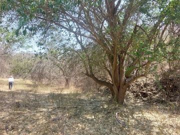 Rancho en Venta 150 hectáreas, Michoacan