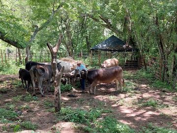 Rancho en Venta 150 hectáreas, Michoacan