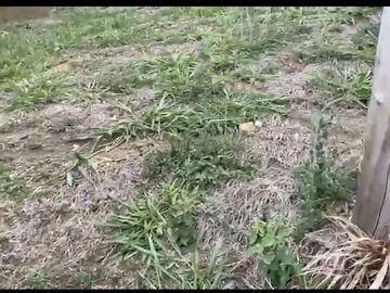 Se venden 5 lotes en medio Dapa