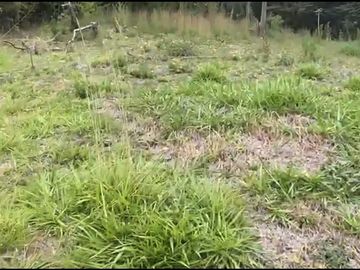 Se venden 5 lotes en medio Dapa