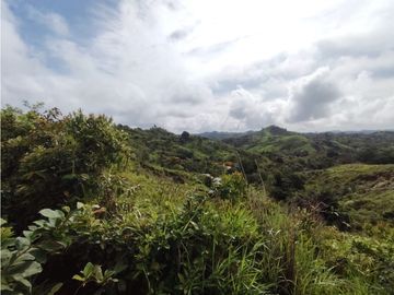Finca en venta  de 35 HAS  Santa Rosa-La Chorrera (DR)