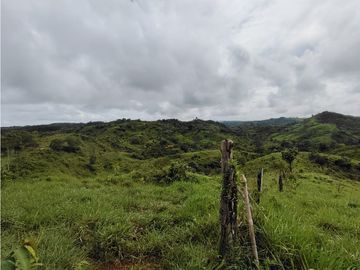 Finca en venta  de 35 HAS  Santa Rosa-La Chorrera (DR)