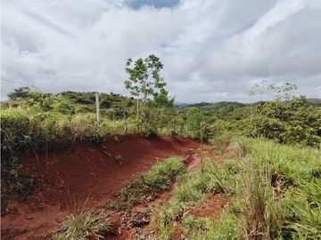 Finca en venta  de 35 HAS  Santa Rosa-La Chorrera (DR)
