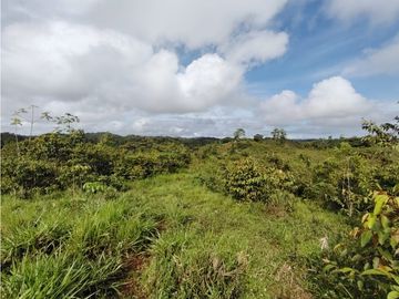 Finca en venta  de 35 HAS  Santa Rosa-La Chorrera (DR)