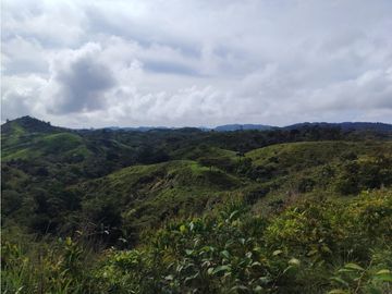 Finca en venta  de 35 HAS  Santa Rosa-La Chorrera (DR)