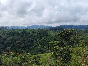 Finca en venta  de 35 HAS  Santa Rosa-La Chorrera (DR)