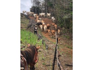 FINCA CON CASA DE 2 PISO / CAPIRA / 38 HECTAREA / RIO Y OJO DE AGUA