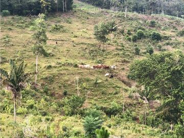 FINCA CON CASA DE 2 PISO / CAPIRA / 38 HECTAREA / RIO Y OJO DE AGUA
