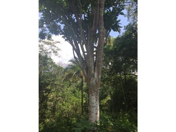 TERRENO + RIO AHUASHIYACU