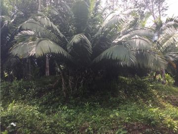 TERRENO + RIO AHUASHIYACU