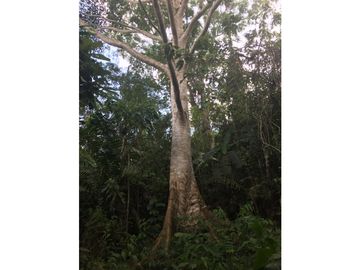 TERRENO + RIO AHUASHIYACU