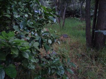 Terreno en Venta en fraccionamiento ecológico con Casa Club