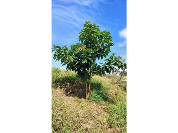 SE VENDE LOTE CAMPESTRE DE 2.230 MT² PARA PARCELACION