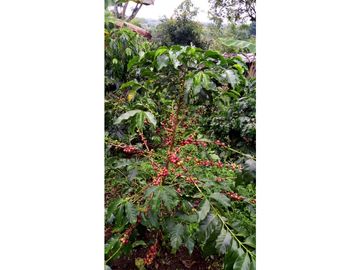 SE VENDE FINCA CAMPESTRE POR ALCALA VALLE