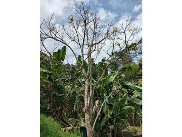 FINCA EN VENTA EN ALTO BONITO MANIZALES | VENTA DE FINCA PRODUCTIVA