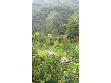 FINCA EN VENTA EN ALTO BONITO MANIZALES | VENTA DE FINCA PRODUCTIVA
