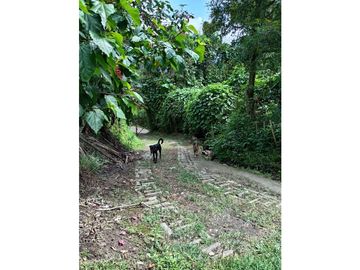 FINCA EN VENTA EN ALTO BONITO MANIZALES | VENTA DE FINCA PRODUCTIVA