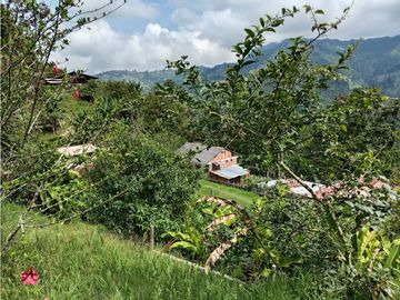 FINCA EN VENTA EN ALTO BONITO MANIZALES | VENTA DE FINCA PRODUCTIVA