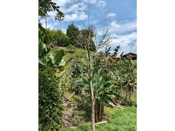 FINCA EN VENTA EN ALTO BONITO MANIZALES | VENTA DE FINCA PRODUCTIVA