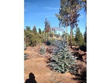SE VENDEN 18,97 HA SECTOR ESTANCILLA; CUREPTO