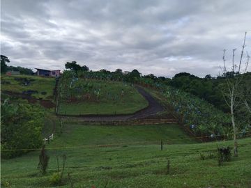 🌄Lotes en parcelación vía Alcalá - Quimbaya desde $65 millones