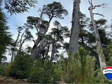 SE VENDE CAMPO PARA INVERSIÓN - HUIFE PUCON CHILE
