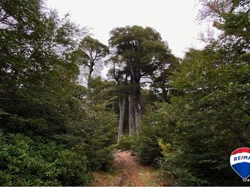 SE VENDE CAMPO PARA INVERSIÓN - HUIFE PUCON CHILE