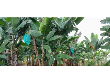 SE VENDE FINCA EN ALCAL VALLE EN LA VEREDA LA CAÑA DE 10.3  CUADRAS