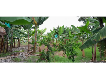 SE VENDE FINCA EN ALCAL VALLE EN LA VEREDA LA CAÑA DE 10.3  CUADRAS