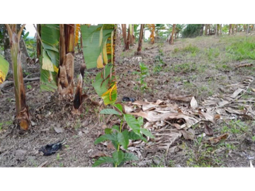 SE VENDE FINCA EN ALCAL VALLE EN LA VEREDA LA CAÑA DE 10.3  CUADRAS