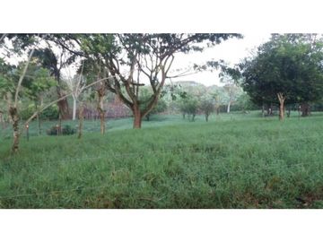 SE VENDE FINCA  EN EL QUINDIO A 15 MINUTOS DE QUIMBAYA