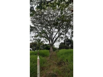 SE VENDE FINCA  EN EL QUINDIO A 15 MINUTOS DE QUIMBAYA