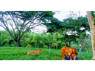 SE VENDE FINCA  EN EL QUINDIO A 15 MINUTOS DE QUIMBAYA