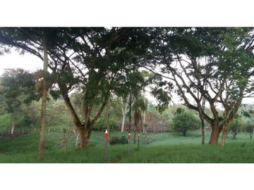 SE VENDE FINCA  EN EL QUINDIO A 15 MINUTOS DE QUIMBAYA