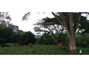 SE VENDE FINCA  EN EL QUINDIO A 15 MINUTOS DE QUIMBAYA
