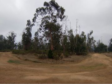 Terreno de 20.000 M2, Algarrobo