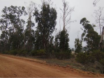 Terreno de 20.000 M2, Algarrobo