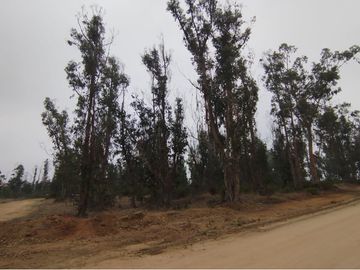 Terreno de 20.000 M2, Algarrobo