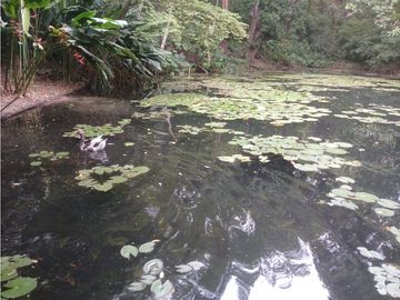 Gran finca en Bonda: 6,7 Has con lago, quebrada y piscina G-18