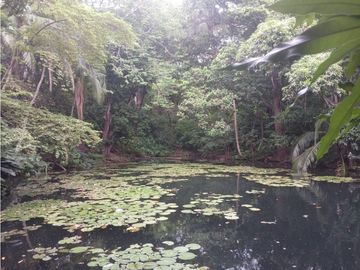 Gran finca en Bonda: 6,7 Has con lago, quebrada y piscina G-18