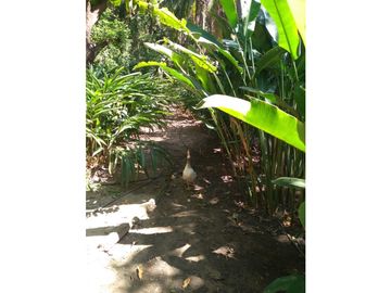 Gran finca en Bonda: 6,7 Has con lago, quebrada y piscina G-18