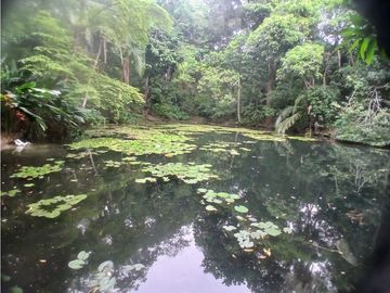 Gran finca en Bonda: 6,7 Has con lago, quebrada y piscina G-18