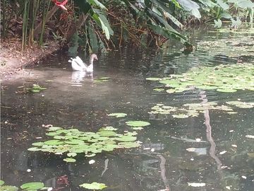 Gran finca en Bonda: 6,7 Has con lago, quebrada y piscina G-18